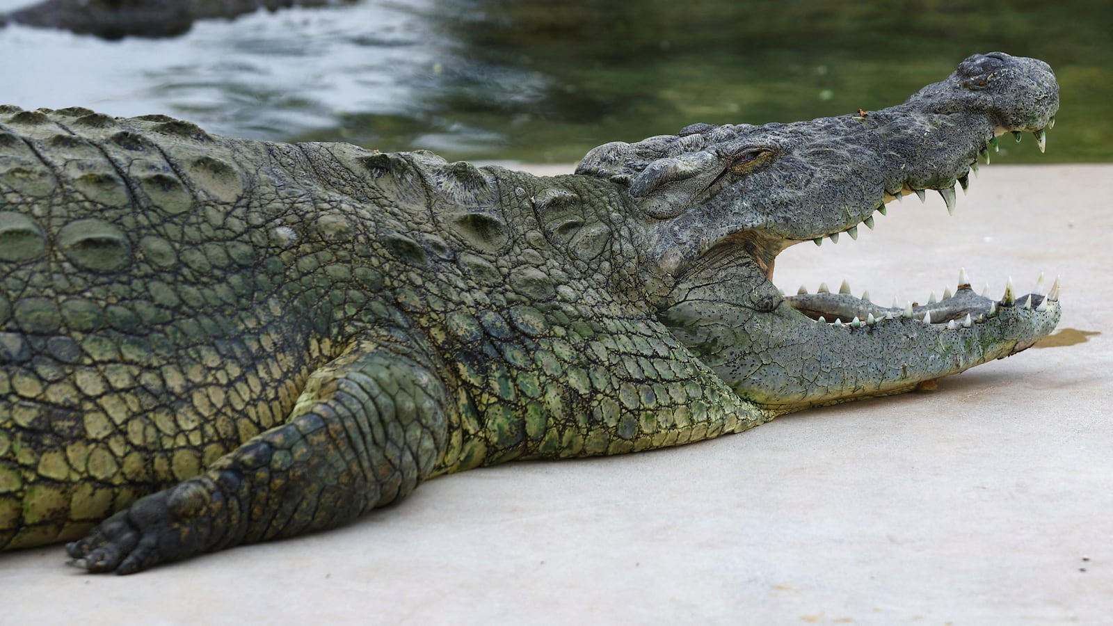 A crocodile lies with its mouth open on the edge of the water at the Dubai Crocodile Park in Dubai, United Arab Emirates, May 25, 2023. Dubai Crocodile park, a 20,000 sq meters indoor and outdoor facility, home to 250 Nile crocodiles from South Africa and Tunisia, introducing visitors to the world of crocs. REUTERS/Rula Rouhana
